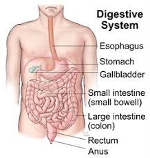 digestive system cleveland clinic