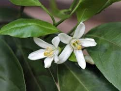 Once the flowers have fallen and you see the fruit buds, it will take on average 6 months to have ripened mature fruit. Edible Landscaping Edible Of The Month Lemons And Limes Garden Org