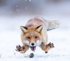 Black And Orange Fox Breed Red Fox Catching A Mouse In Snow In 2020 Animals Nature Animals Red Fox