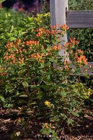 Image result for Hypericum