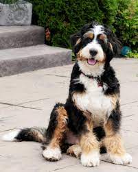 We are a family owned and operated business that specializes in breeding miniature and standard bernedoodle. Standard Bernedoodles Swissridge Berenedoodles