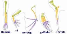 Resultado de imagem para homologos