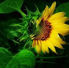 Kebun bunga matahari bantul jogja batu bali taman puncak malang indonesia yogyakarta kediri samas perkebunan cisarua bogor jakarta cipanas bandung oro ombo sanden thailand pantai gunung api purba alamat ayer tawar bandungan lokasi changi cianjur cibubur eropa foto kidul goa cemara gambar. Bunga Matahari Bunga Bunga Matahari Mekar