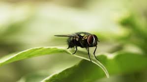 Plante exterieur qui eloigne les mouches. Nos Conseils Comment Eloigner Les Mouches Archzine Fr