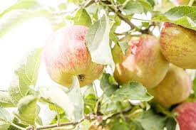 Pin Von Deutsches Obst Und Gemuse Auf Food Stills Obst Und Gemuse Obst Garten