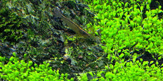 Image result for Elatine