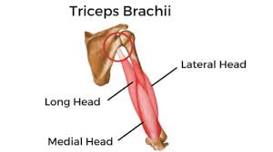 Common conditions that can result in chronic shoulder pain include rotator cuff disorders, adhesive clinical presentation includes diffuse shoulder pain with restricted passive range of motion on examination. Stubborn Shoulder Pain Check The Triceps Move Strong Physical Therapy