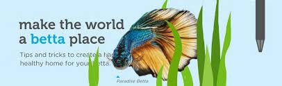 Is your betta fish bloated? How To Take Care Of A Betta Fish Infographic