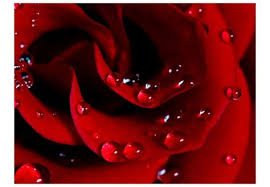 Andover/makower katie jane toile red. Imaging Computers Sfondi Partecipazioni Rose In Rilievo Fantastici Sfondi Con Rose In Glitter There Are 108 Partecipazioni Rose For Sale On Etsy And They Cost 4 44 On