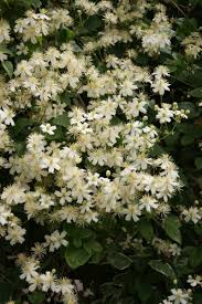 Clematis paul farges summer snow. Clematis Paul Fargas Summersnow Verschoor Horticulture