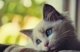 Gambar Kucing Lucu Galau Dan Imut Yang Menggemaskan 2020 Mamikos Info