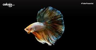 Ikan di skus memiliki warna cerah, sehingga jenis ikan hias air tawar ini sangat populer sebagai pilihan yang cocok untuk akuarium air tawar. 30 Ikan Hias Air Tawar Yang Tidak Mudah Mati Bisa Jadi Stress Relief