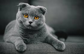 Scottish Fold Kedi Cinsi Ozellikleri Karakteri Ve Bakimi Ajanimo