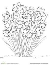 Download free printable daffodil coloring pages for kids online is to provide the kids to practice daffodil coloring easily by downloading a free daffodil coloring image. Daffodil Worksheet Education Com