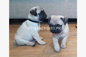 They are both males and will be ready to go to their forever homes in the next few weeks. Buy Pug Dogs Sell Pug Dogs Buy Pug Dogs Online In Pakistan Pug Dogs For Sale And Purchase