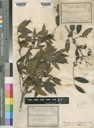 Image result for Psorospermum febrifugum