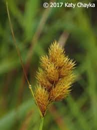 Image result for Carex mannii