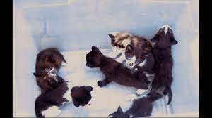 Lancaster Pet Pantry Decries Kitten Abandonment After Woman Drops Off 7 Kittens At Its Door Fox43 Com