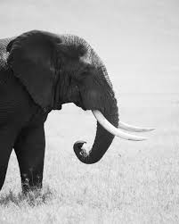 Elephant Ngorongoro Tanzania Wildlife Elefant Animal Giraffe Photography Wildlife Elephant Elephant Black And White