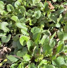 Image result for Senecio ruwenzoriensis