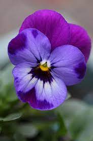 Garden Flowers Violas Such Dainty Winter Blooms Pansies Flowers Viola Flower Purple Flowers