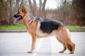 Gsre is backed up by a team of unpaid volunteers who strive to aid and promote responsible ownership of the breed. German Shepherd Dogs And Puppies For Sale In The Uk Pets4homes