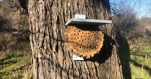 A small succulent garden can brighten up the inside of your home keep pollinators happy on hot summer days by creating a bath for bees and butterflies. Landmark Wildlife Management All The Buzz Keeping Mason Bees In Texas