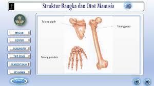 We did not find results for: Struktur Rangka Dan Otot Manusia Ppt Download