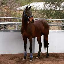 Extremely large for a donkey, they tend to fall apart in conformation at this height. Our Handsome Listo Standing Tall At 17 Hands High Pure Beauty How Tall Is Your Horse Blueappleranch Rescuehorse Hor Horses Beautiful Horses Horse Love