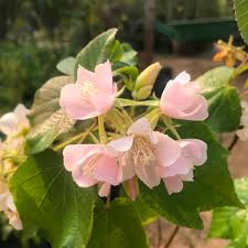 Image result for Dombeya kirkii