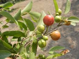 Image result for Flacourtia indica