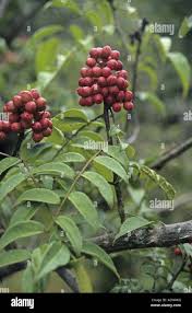 Image result for Zanthoxylum