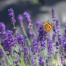 Discover Lavender Bliss: From Fields to Products, Unveiling Our Harvest! —  PepperHarrowBoutique Iowa Flower Farm