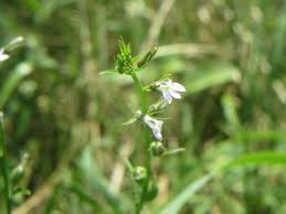 Image result for Lobelia petiolata