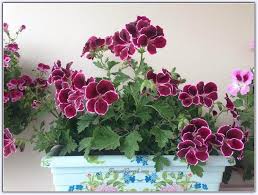 Sardunya Ciceginin Bakimi Cesitleri Pelargonium Sayfa 29 Sardunya Saksida Cicekler Orkideler