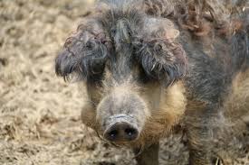 Pökelsalz, speisesalz, rauchsalz, brühpech kaufen. Simandls Schweine Im Gluck Mosauerin Der Landblog Aus Dem Innviertel