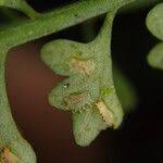 Image result for Asplenium sandersonii