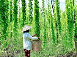 Image result for Tiliacora