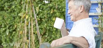 What can i do with old coffee grounds? A Common Sense Guide To Using Coffee Grounds In The Garden