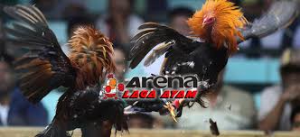 We did not find results for: Ciri Ayam Bangkok Jalu Super Mematikan Rahasia Botoh Tua
