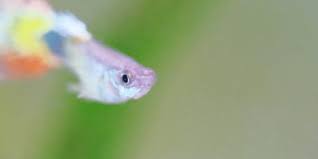 Can Guppies Live In Cold Water Aquarium Sphere