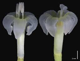 Image result for Rubiaceae