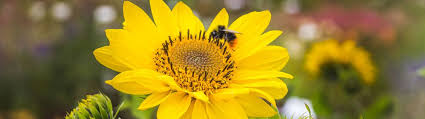 We did not find results for: Planting For Bees Butterflies Garden Tips Beetham Nurseries
