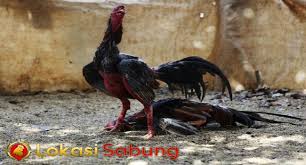 Mengenali Ciri Ciri Pukulan Ayam Bangkok Kualitas Super Guam Bangkok Ciri