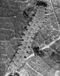 Image result for Cyperus breviradius