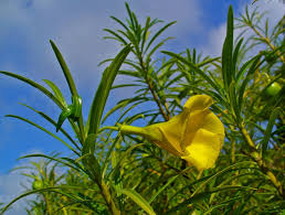 Image result for Cascabela