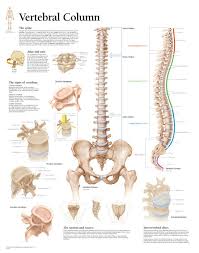 scientific publishing human vertebral column anatomy chart