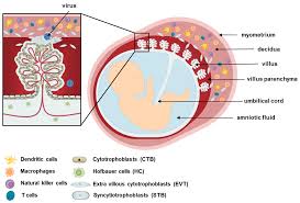 Viruses Free Full Text Recent Updates On Research Models And Tools To Study Virus Host Interactions At The Placenta Html