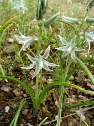 Image result for Behniaceae