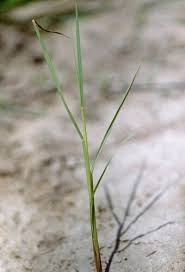 Image result for Paspalum scrobiculatum